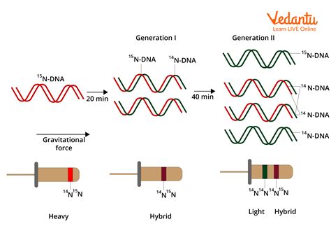 meselson and stahl experiment diagram.